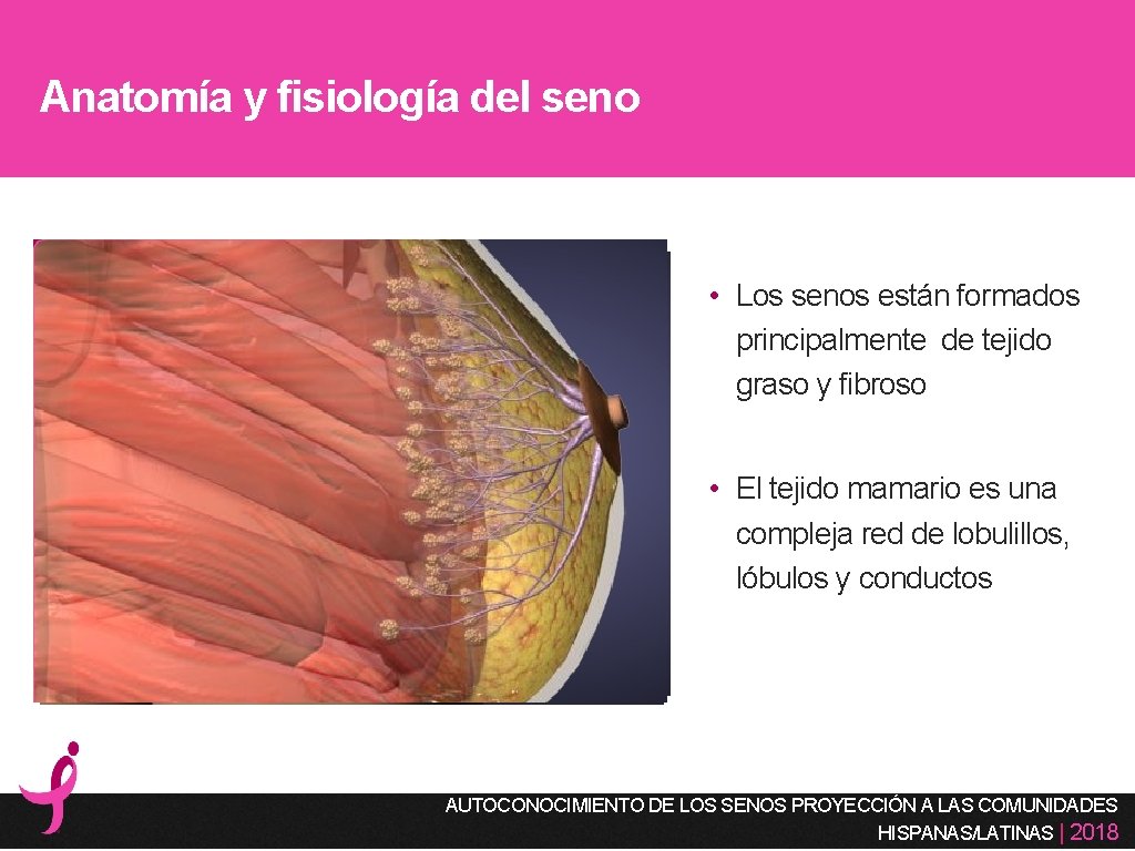 Anatomía y fisiología del seno • Los senos están formados principalmente de tejido graso