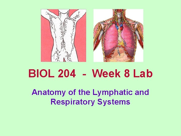 BIOL 204 - Week 8 Lab Anatomy of the Lymphatic and Respiratory Systems 
