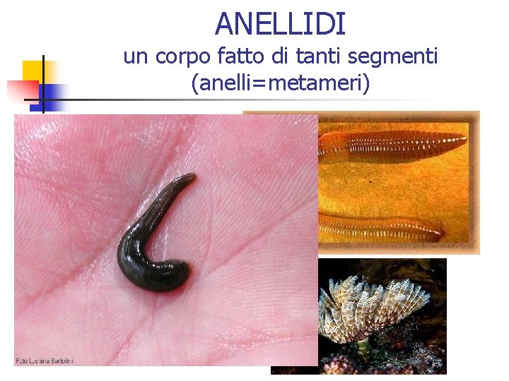 ANELLIDI un corpo fatto di tanti segmenti (anelli=metameri) n Gli anellidi sono i più