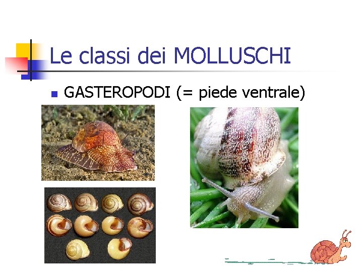 Le classi dei MOLLUSCHI n GASTEROPODI (= piede ventrale) 