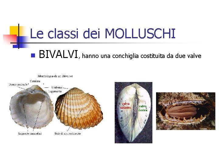 Le classi dei MOLLUSCHI n BIVALVI, hanno una conchiglia costituita da due valve 