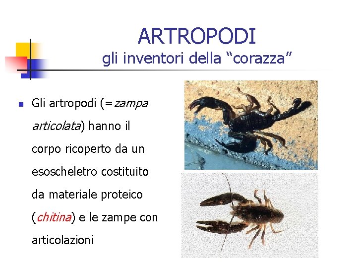 ARTROPODI gli inventori della “corazza” n Gli artropodi (=zampa articolata) hanno il corpo ricoperto