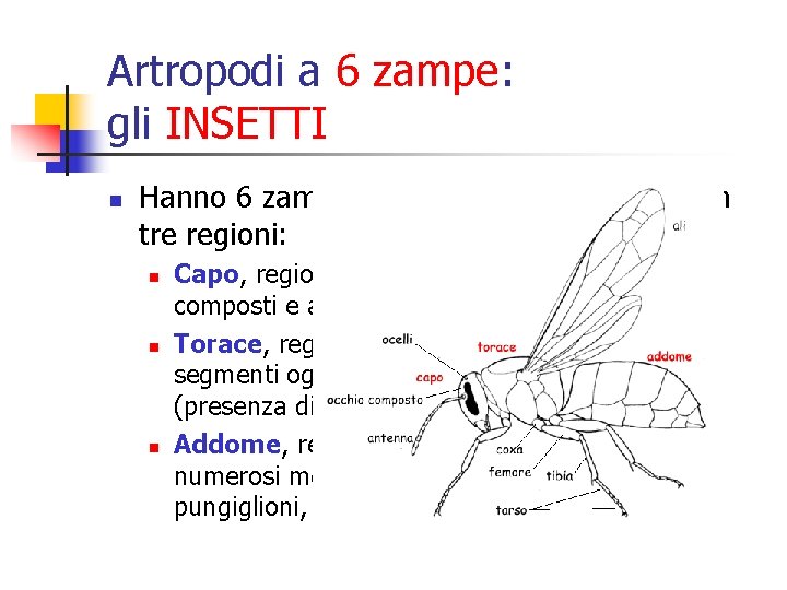 Artropodi a 6 zampe: gli INSETTI n Hanno 6 zampe ed un corpo che