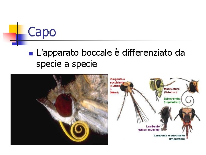 Capo n L’apparato boccale è differenziato da specie 