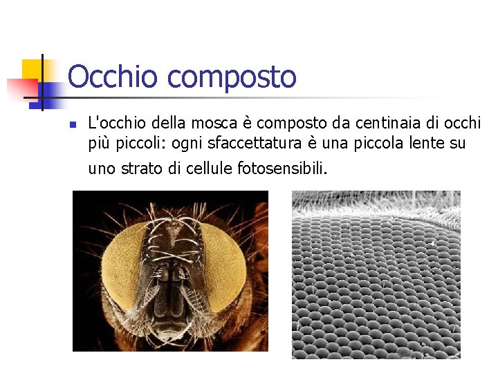 Occhio composto n L'occhio della mosca è composto da centinaia di occhi più piccoli:
