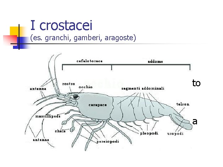 I crostacei (es. granchi, gamberi, aragoste) n n n Sono i primi artropodi comparsi