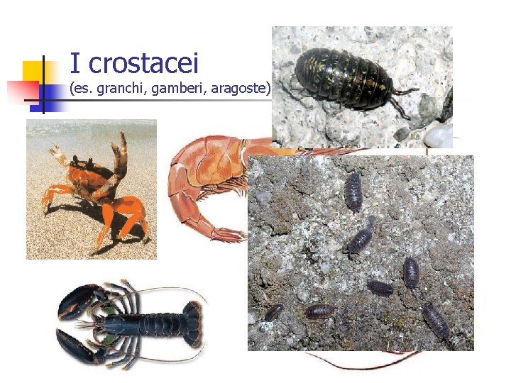 I crostacei (es. granchi, gamberi, aragoste) 