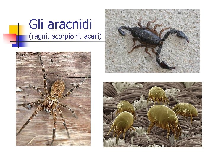 Gli aracnidi (ragni, scorpioni, acari) 