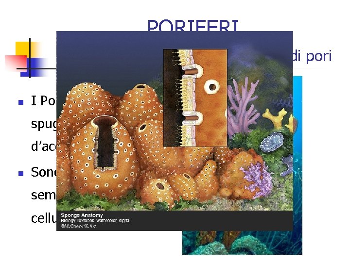 PORIFERI Le spugne, un sacchetto coperto di pori n I Poriferi sono le spugne