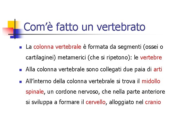 Com’è fatto un vertebrato n La colonna vertebrale è formata da segmenti (ossei o