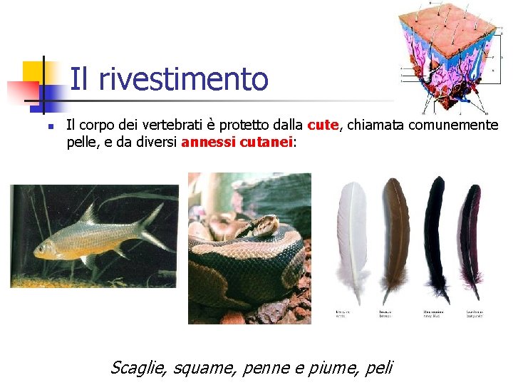 Il rivestimento n Il corpo dei vertebrati è protetto dalla cute, chiamata comunemente pelle,