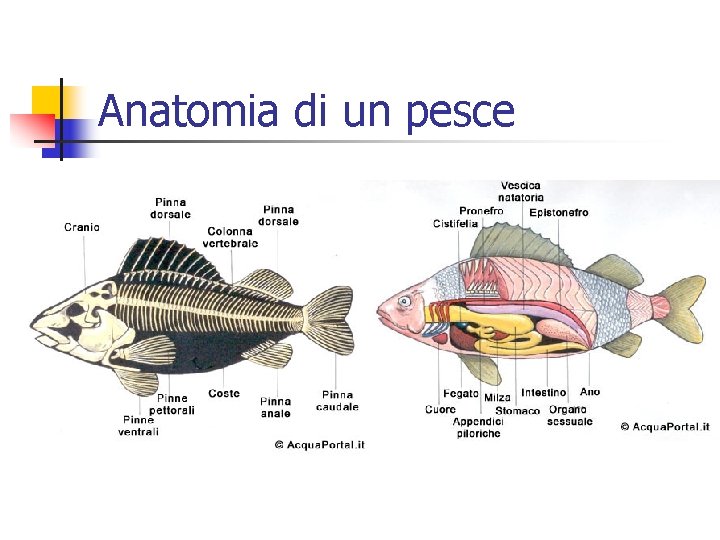 Anatomia di un pesce 
