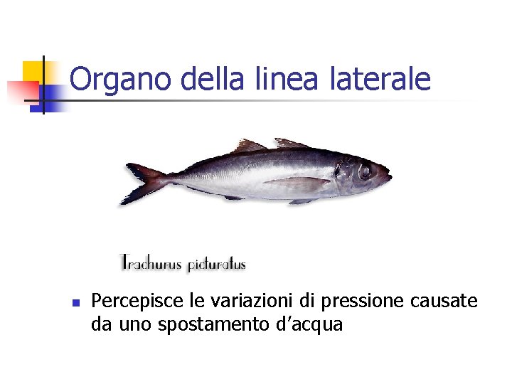 Organo della linea laterale n Percepisce le variazioni di pressione causate da uno spostamento