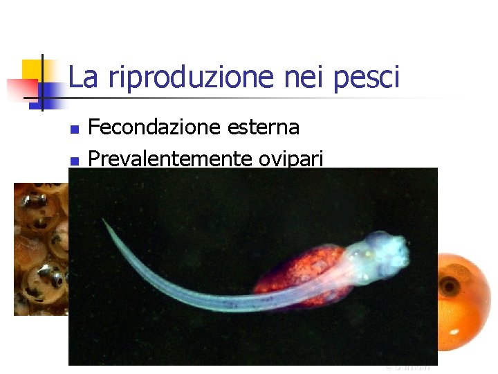 La riproduzione nei pesci n n Fecondazione esterna Prevalentemente ovipari 