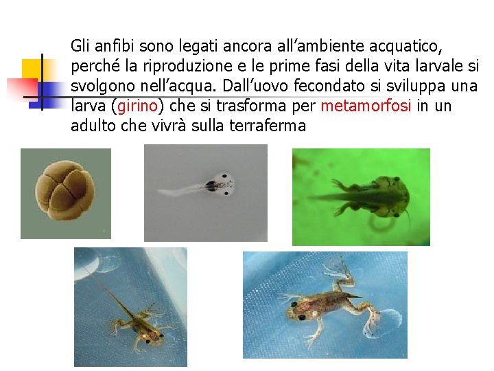 Gli anfibi sono legati ancora all’ambiente acquatico, perché la riproduzione e le prime fasi