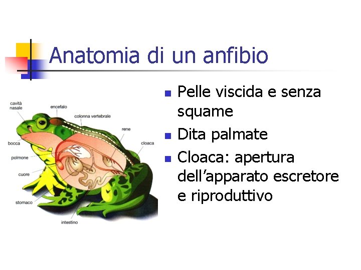 Anatomia di un anfibio n n n Pelle viscida e senza squame Dita palmate