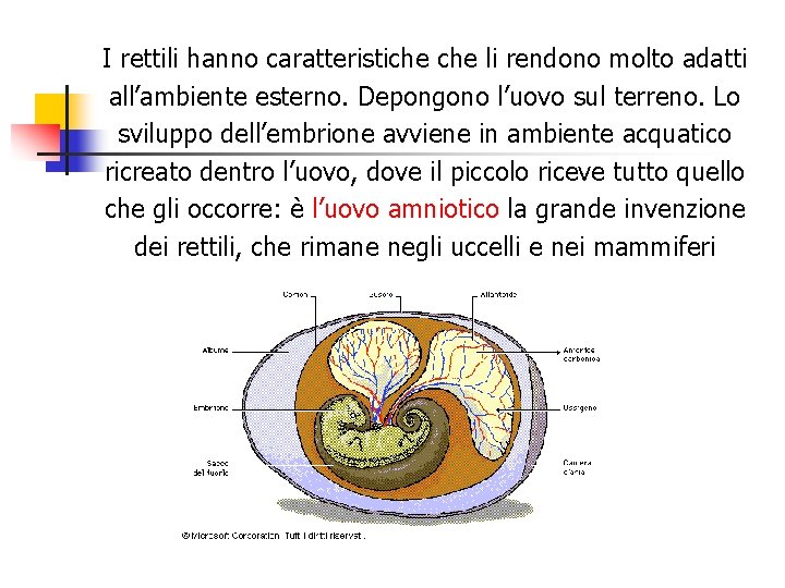 I rettili hanno caratteristiche li rendono molto adatti all’ambiente esterno. Depongono l’uovo sul terreno.