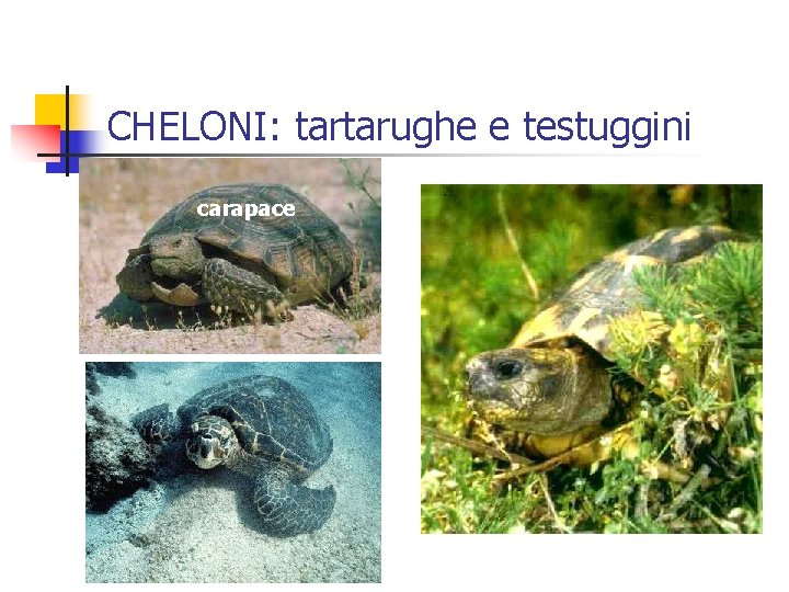 CHELONI: tartarughe e testuggini carapace 