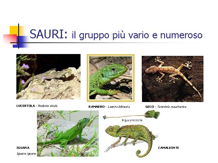 SAURI: LUCERTOLA - Podarcis sicula IGUANA Iguana il gruppo più vario e numeroso RAMARRO
