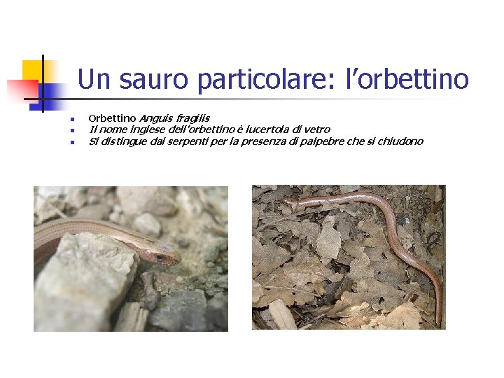 Un sauro particolare: l’orbettino n n n Orbettino Anguis fragilis Il nome inglese dell'orbettino