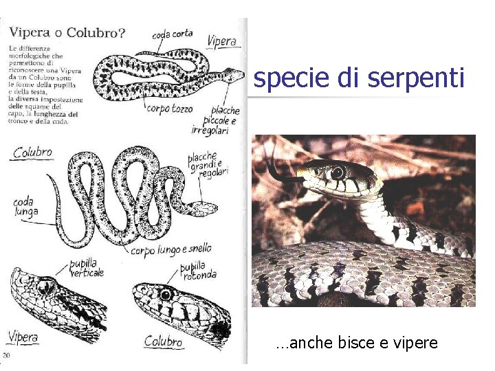 OFIDI: tutte le specie di serpenti …anche bisce e vipere 
