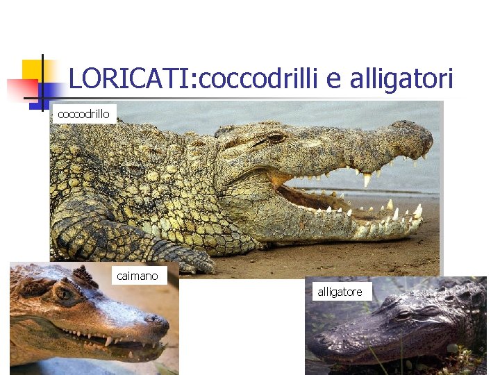 LORICATI: coccodrilli e alligatori coccodrillo caimano alligatore 