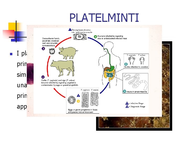 PLATELMINTI i vermi piatti n I platelminti sono i più primitivi animali con simmetria