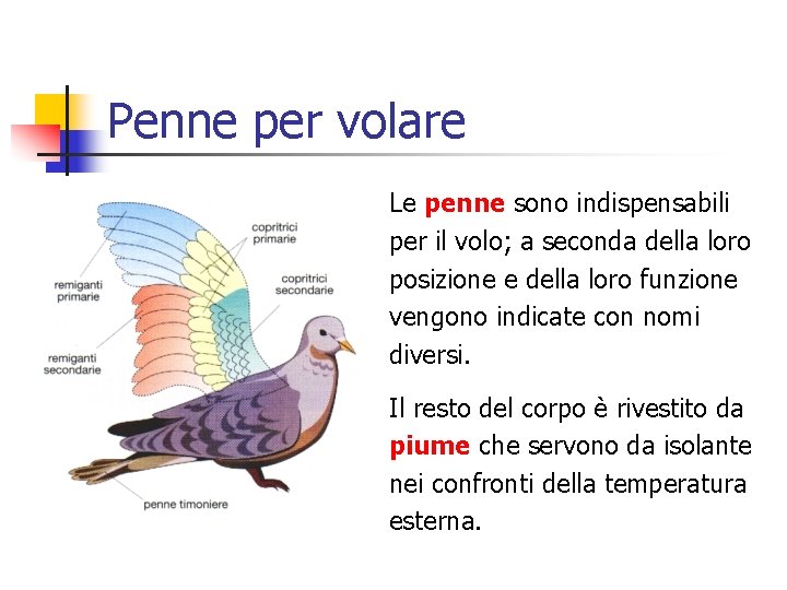 Penne per volare Le penne sono indispensabili per il volo; a seconda della loro