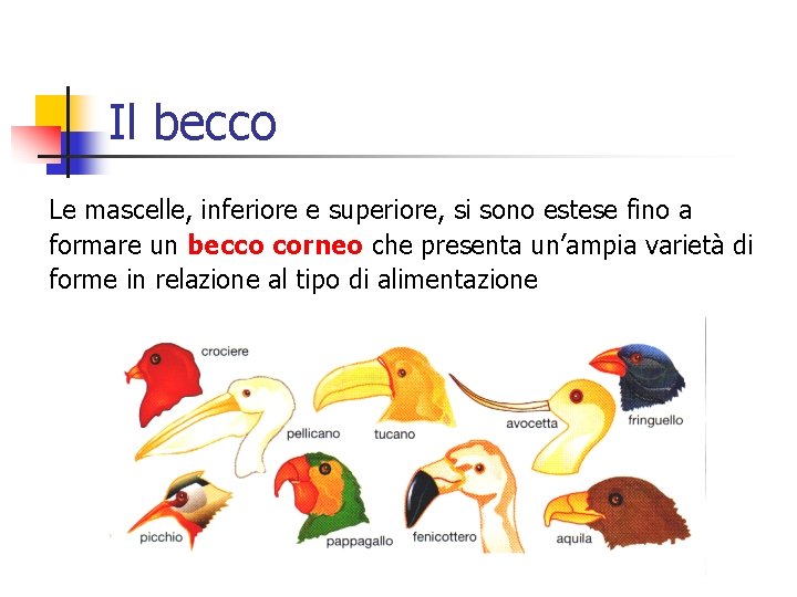 Il becco Le mascelle, inferiore e superiore, si sono estese fino a formare un