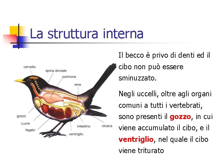 La struttura interna Il becco è privo di denti ed il cibo non può