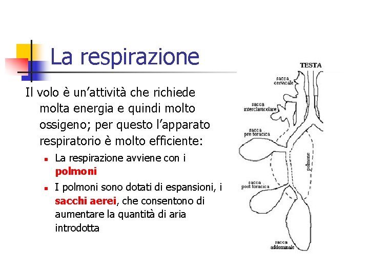 La respirazione Il volo è un’attività che richiede molta energia e quindi molto ossigeno;