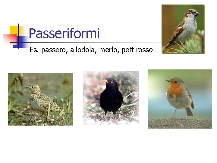 Passeriformi Es. passero, allodola, merlo, pettirosso 