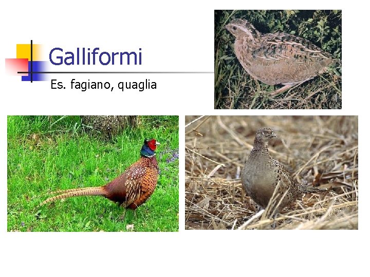 Galliformi Es. fagiano, quaglia 