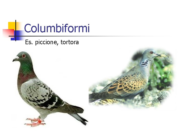Columbiformi Es. piccione, tortora 