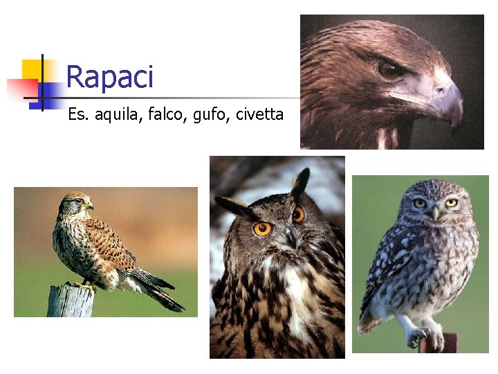 Rapaci Es. aquila, falco, gufo, civetta 