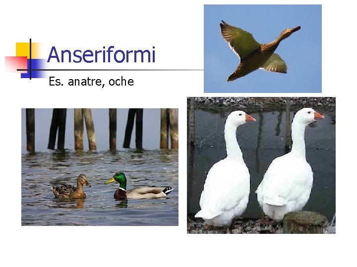 Anseriformi Es. anatre, oche 