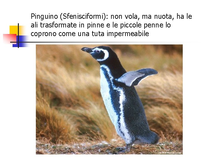 Pinguino (Sfenisciformi): non vola, ma nuota, ha le ali trasformate in pinne e le