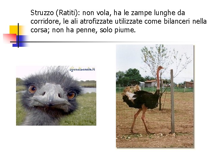 Struzzo (Ratiti): non vola, ha le zampe lunghe da corridore, le ali atrofizzate utilizzate