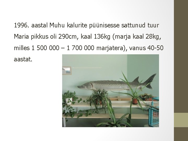 1996. aastal Muhu kalurite püünisesse sattunud tuur Maria pikkus oli 290 cm, kaal 136