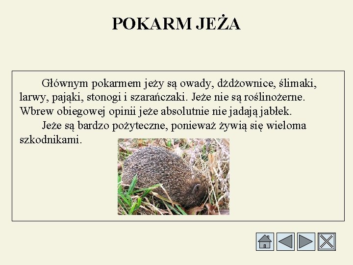 POKARM JEŻA Głównym pokarmem jeży są owady, dżdżownice, ślimaki, larwy, pająki, stonogi i szarańczaki.