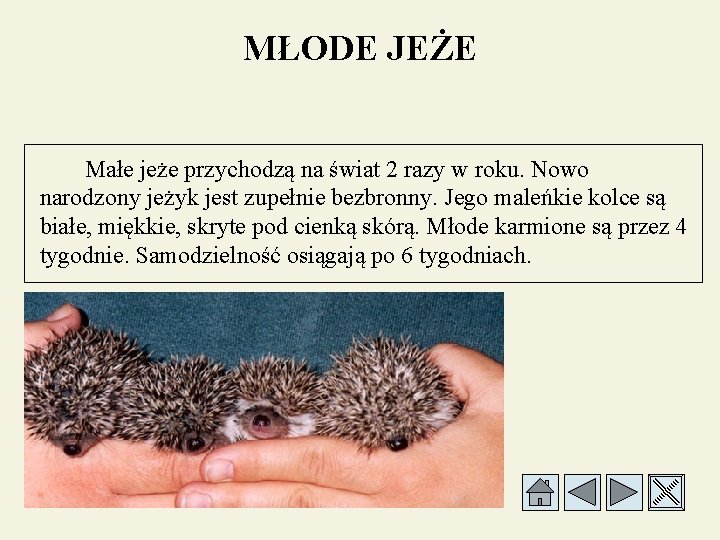 MŁODE JEŻE Małe jeże przychodzą na świat 2 razy w roku. Nowo narodzony jeżyk