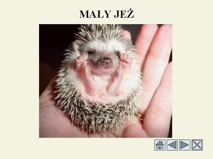 MAŁY JEŻ 