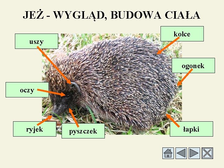 JEŻ - WYGLĄD, BUDOWA CIAŁA kolce uszy ogonek oczy ryjek pyszczek łapki 