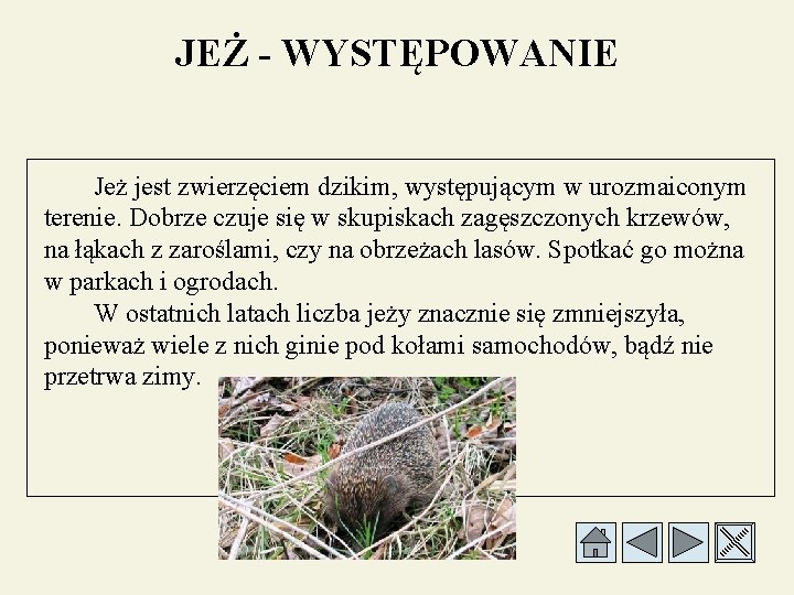 JEŻ - WYSTĘPOWANIE Jeż jest zwierzęciem dzikim, występującym w urozmaiconym terenie. Dobrze czuje się