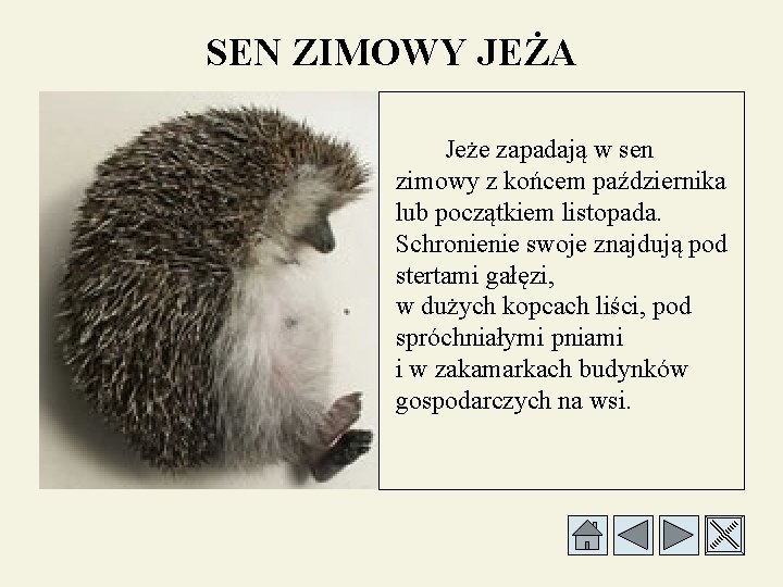 SEN ZIMOWY JEŻA Jeże zapadają w sen zimowy z końcem października lub początkiem listopada.