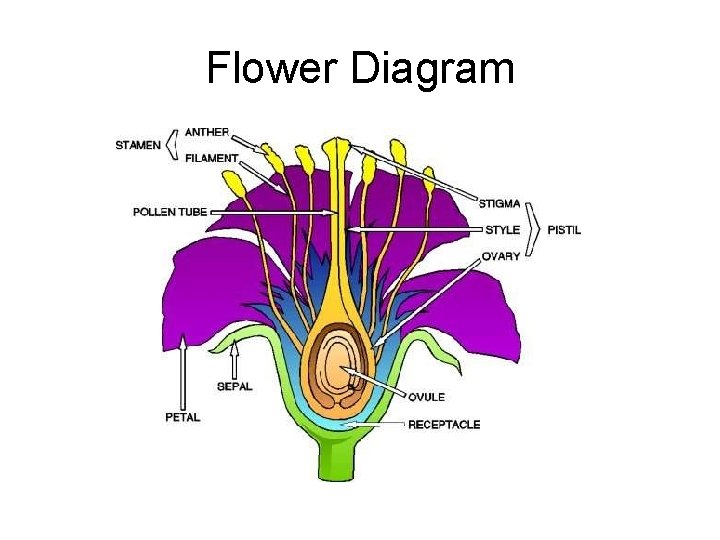 Plant Systems in Plants 4 1 Systems in