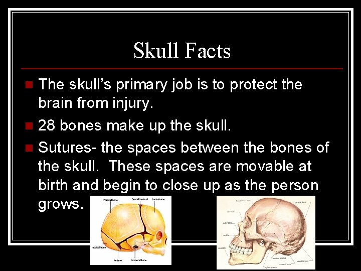 Skull Facts The skull’s primary job is to protect the brain from injury. n