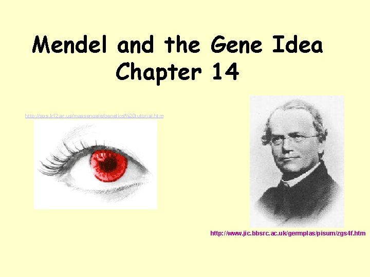 Mendel and the Gene Idea Chapter 14 http: //sps. k 12. ar. us/massengale/genetics%20 tutorial.