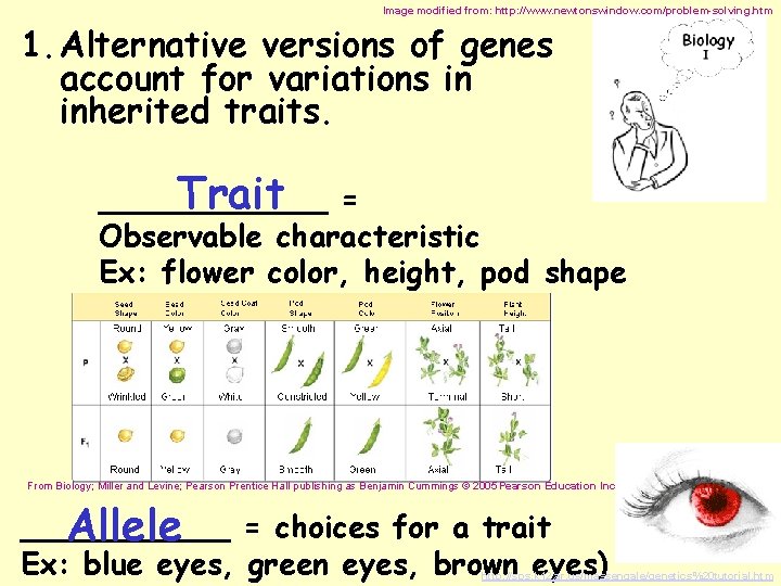 Image modified from: http: //www. newtonswindow. com/problem-solving. htm 1. Alternative versions of genes account