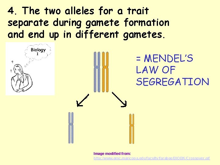 4. The two alleles for a trait separate during gamete formation and end up